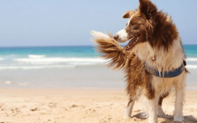Pet-friendly beaches near Cumbre del Sol