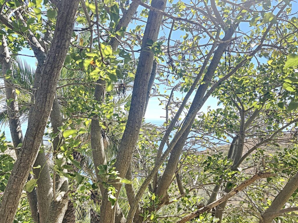 Frontline villa with sea views 72